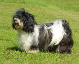 Havanese